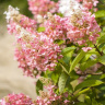Гортензия Пинк Леди (Pink Lady) метельчатая