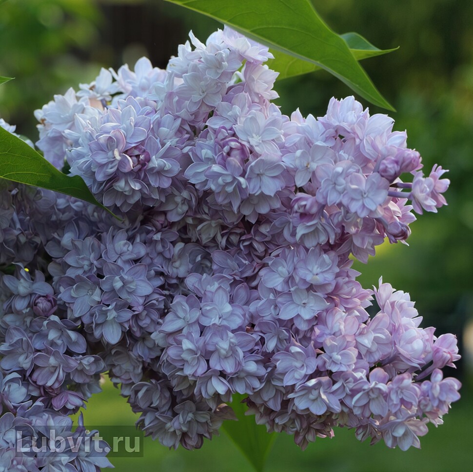 Сирень Ассортимент купить с доставкой