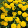 Хризантема корейская Помпон Еллоу (Pompon Yellow) купить с доставкой