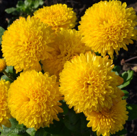 Хризантема корейская Помпон Еллоу (Pompon Yellow)