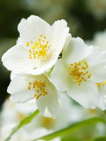 Чубушник Старбрайт (Starbright)