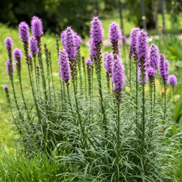 Лиатрис Спиката (Spicata) купить с доставкой
