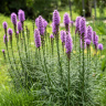 Лиатрис Спиката (Spicata)