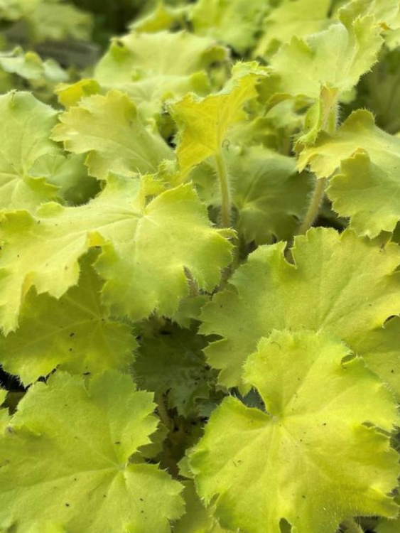 Гейхера Лемон Лав (Lemon Love) купить с доставкой