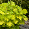 Гейхера Лемон Лав (Lemon Love) купить с доставкой