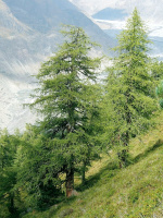 Лиственница (Larix)