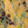 Лиственница (Larix) купить с доставкой