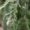 Лиственница (Larix) купить с доставкой