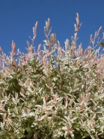 Ива Хакуро Нишики (Hakuro Nishiki)