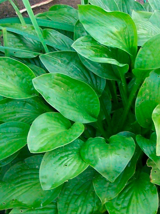 Хоста Ханибеллз (Honeybells) [L] купить с доставкой