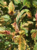 Пузыреплодник Хамелеон (Chameleon)