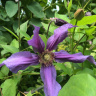 Клематис Сизая Птица (Sizaia Ptitsa)