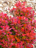 Барбарис Руби Стар (Ruby Star)