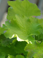 Гейхера Лимон Динозавр (Lemon Dinosaur)