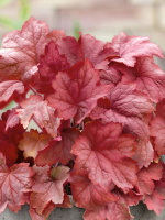 Гейхера Магма (Magma)