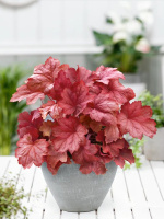 Гейхера Магма (Magma)