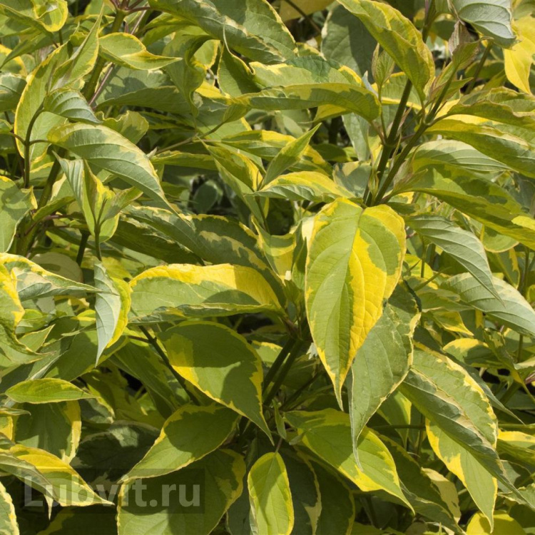 Дерен Гоучаулти (Gouchaultii) купить с доставкой