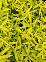 Ива сахалинская Голден Саншайн (Golden Sunshine)