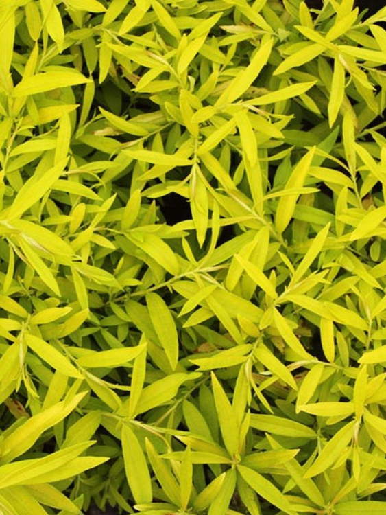 Ива сахалинская Голден Саншайн (Golden Sunshine) купить с доставкой