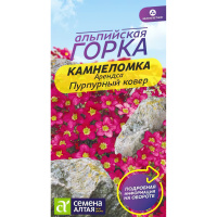 Камнеломка Пурпурный ковер Арендса [Семена алтая]