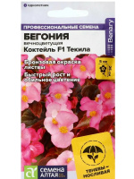 Бегония Коктейль Текила вечноцветущая [Семена алтая]