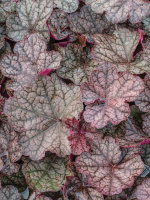 Гейхера Магнум (Magnum)