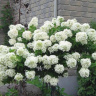 Гортензия Грандифлора (Grandiflora) метельчатая купить с доставкой