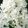 Гортензия Грандифлора (Grandiflora) метельчатая купить с доставкой