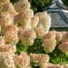 Гортензия Грандифлора (Grandiflora) метельчатая купить с доставкой