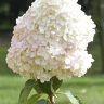 Гортензия Грандифлора (Grandiflora) метельчатая купить с доставкой