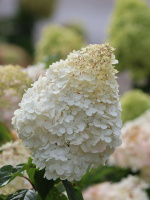 Гортензия Грандифлора (Grandiflora) метельчатая