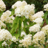 Гортензия Грандифлора (Grandiflora) метельчатая купить с доставкой