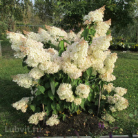 Гортензия Грандифлора (Grandiflora) метельчатая
