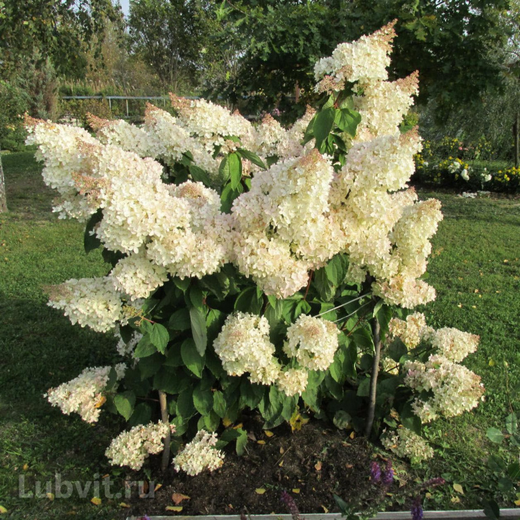 Гортензия Грандифлора (Grandiflora) метельчатая купить с доставкой