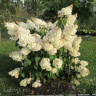 Гортензия Грандифлора (Grandiflora) метельчатая