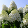 Гортензия Грандифлора (Grandiflora) метельчатая купить с доставкой