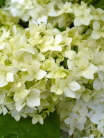 Гортензия Стерилис (Sterilis) древовидная