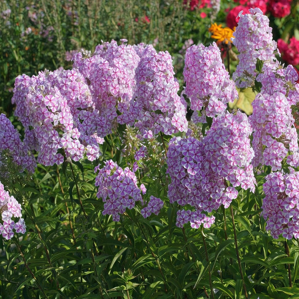 Флокс Наташа (Natasja) купить с доставкой