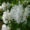 Рододендрон Мадам Массон (Madame Masson) купить с доставкой