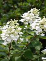 Гортензия Юник (Unique) метельчатая