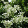 Гортензия Юник (Unique) метельчатая купить с доставкой