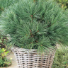 Сосна Веймутова (Pinus strobus) купить с доставкой