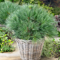 Сосна Веймутова (Pinus strobus)