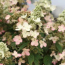 Гортензия Мэджикал Везувио (Magical Vesuvio) метельчатая купить с доставкой