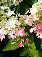 Гортензия Мэджикал Везувио (Magical Vesuvio) метельчатая