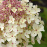 Гортензия Пандриа (Pandria) метельчатая купить с доставкой