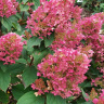 Гортензия Пандриа (Pandria) метельчатая купить с доставкой
