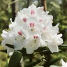 Рододендрон П.М.Эй. Тайгерстедт (P.M.A. Tigerstedt)