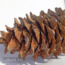 Кедр дальневосточный (Pinus koraiensis) купить с доставкой