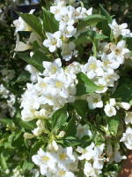 Вейгела Сноуфлейк (Snowflake)